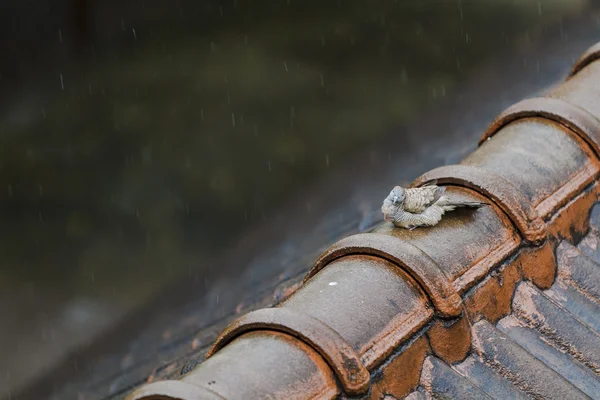 Pombo molhado jogando a chuva no telhado velho em um dia chuvoso . — Fotografia de Stock