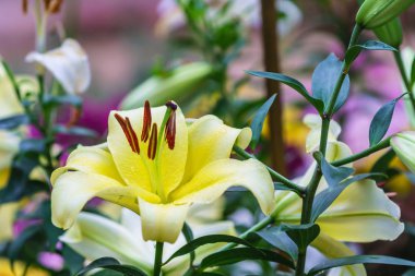 Lily çiçekler çiçeği botanik bahçesinde kış.