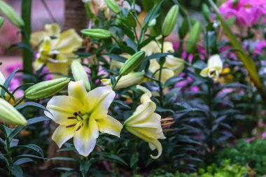 Lily çiçekler çiçeği botanik bahçesinde kış.