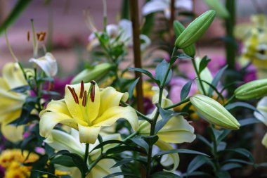 Lily çiçekler çiçeği botanik bahçesinde kış.