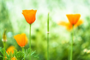 Güzel çiçek açan portakal çiçeği çiçek yeşil doğa garde