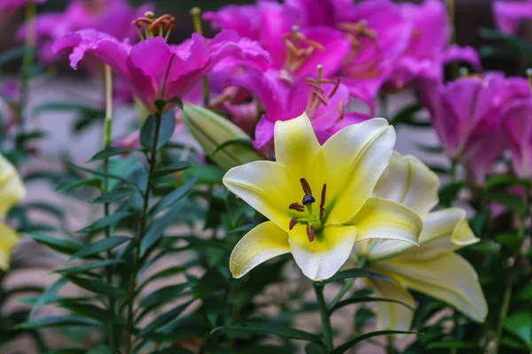 Flores de lírio florescem em um jardim botânico no inverno . — Fotografia de Stock