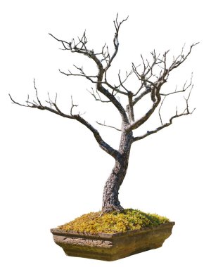 Kırpma yolları için kolay bir beyaz zemin üzerine izole kiremit tencerede eski bir bonsai ağacı arka plan kesmek.