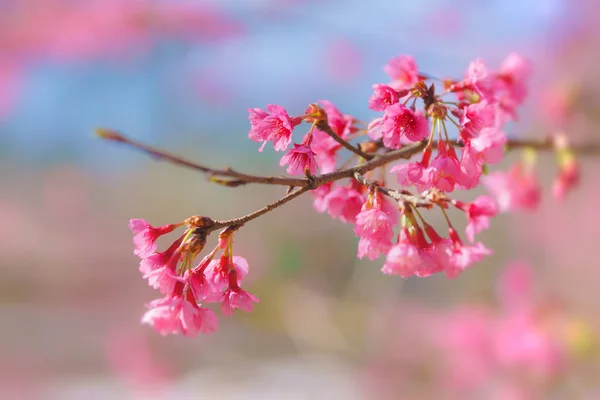 Linda flor flores sakura rosa em Doi Ang Khang Royal Project, Chiang Mai (Tailândia ) — Fotografia de Stock