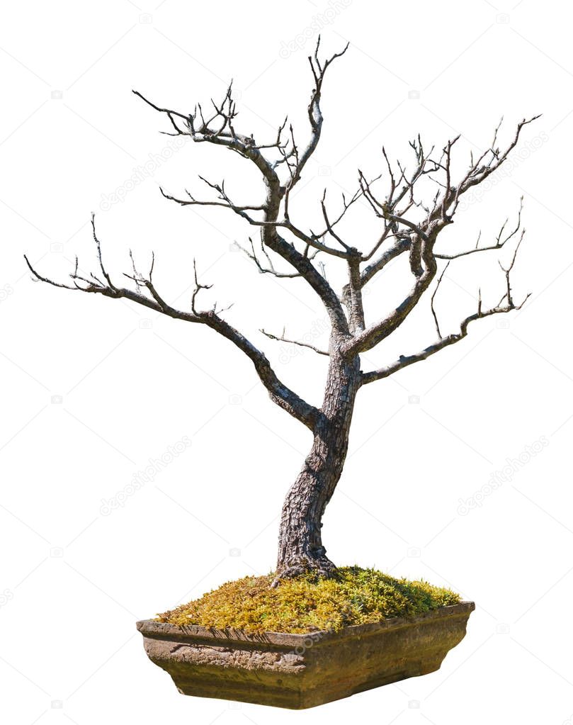 An old bonsai tree in a terra-cotta pot isolated on a white background with clipping paths easy for cut out the background.