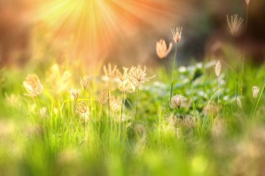 Güzel gün ışığına çayırda bir foregrou bir bokeh ile