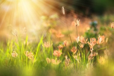 Güzel gün ışığına çayırda bir foregrou bir bokeh ile