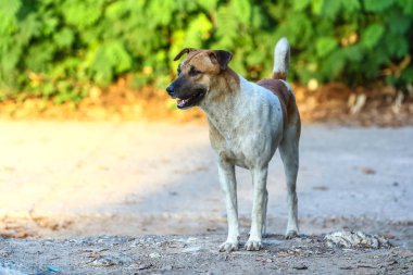 Yakışıklı genç köpek olmadığım içinde eve geri gitmek onun patronu için bekliyor
