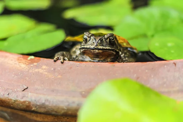 Sapo flutua em um pote com folhas de lótus no jardim . — Fotografia de Stock