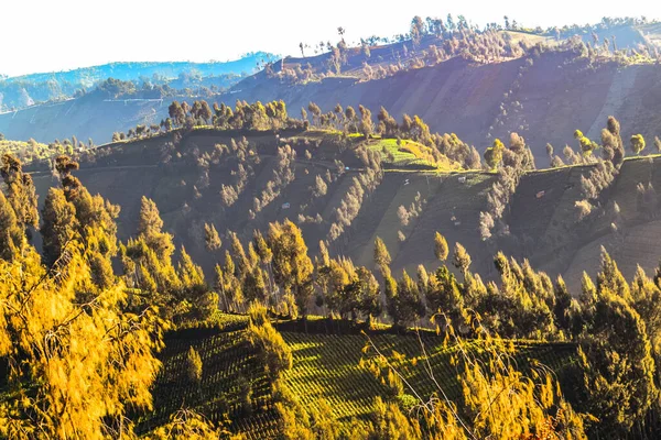 Semeru Dağı, Lumajang, Eas Java, Endonezya 'nın yamaçlarındaki Argosari köyündeki doğal manzara. Semeru Dağı aktif bir volkandır ve Java Adası 'ndaki en yüksek dağdır..