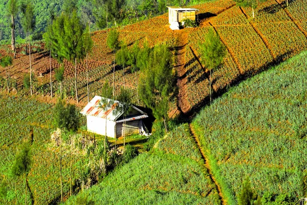 Semeru Dağı, Lumajang, Eas Java, Endonezya 'nın yamaçlarındaki Argosari köyündeki doğal manzara. Semeru Dağı aktif bir volkandır ve Java Adası 'ndaki en yüksek dağdır..