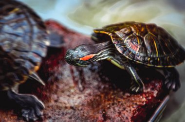 Kaplumbağalar su içinde tuğlaların üzerinde beliriyor.