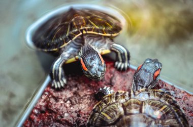 Kaplumbağalar su içinde tuğlaların üzerinde beliriyor.