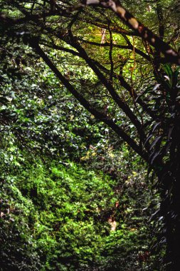 Ormandaki ağaç gövdeleri Dungus Ormanı, Madiun, Endonezya 'daki yeşilliğin arka planına karşı.