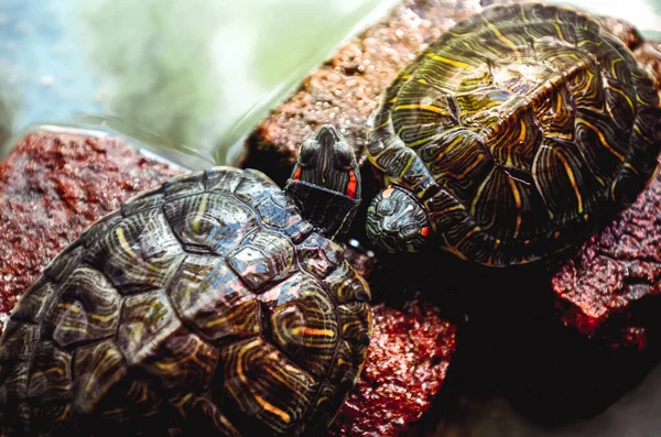 Tortugas Surgiendo Ladrillo Agua — Foto de Stock