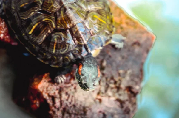 Tortugas Surgiendo Ladrillo Agua — Foto de Stock