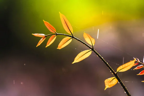 Jovem Planta Crescendo Com Destaque Sol Manhã — Fotografia de Stock