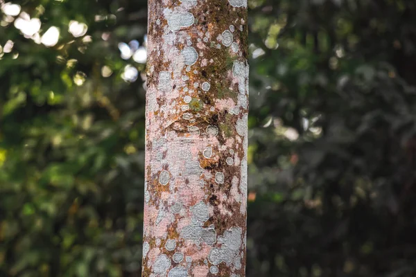 Tree Trunks Forest Background Greenery Dungus Forest Madiun Indonesia — Stock Photo, Image