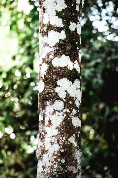 Des Troncs Arbres Dans Forêt Sur Fond Verdure Dans Forêt — Photo