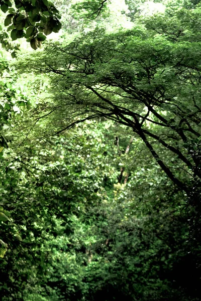 Trädstammar Skogen Mot Bakgrund Grönska Dungusskogen Madiun Indonesien — Stockfoto