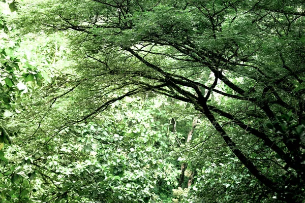 Troncos Árvores Floresta Contra Pano Fundo Vegetação Floresta Dungus Madiun — Fotografia de Stock