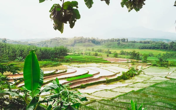 Terraced Rice Field Landscape Dungus Village Madiun Indonesia — Stock Photo, Image