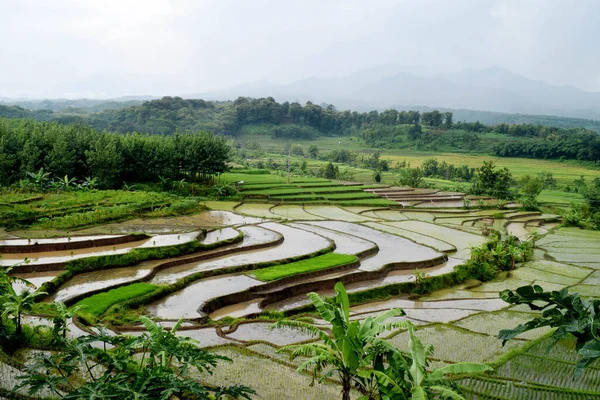 Terraced Rice Field Landscape Dungus Village Madiun Indonesia — Stock Photo, Image