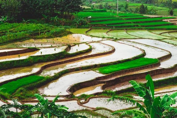 Terraced Rice Field Landscape Dungus Village Madiun Indonesia — Stock Photo, Image