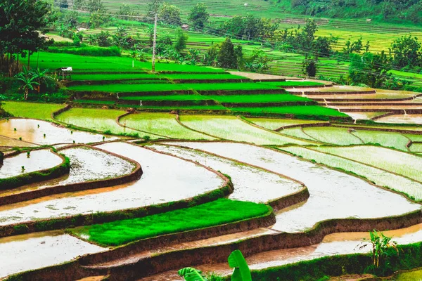 Terraced Rice Field Landscape Dungus Village Madiun Indonesia — Stock Photo, Image