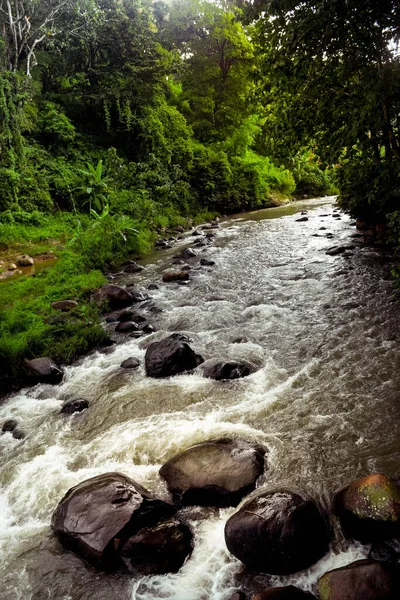 Ένα Ποτάμι Ένα Δάσος Γρήγορα Ρεύματα Στο Χωριό Dungus Madiun — Φωτογραφία Αρχείου