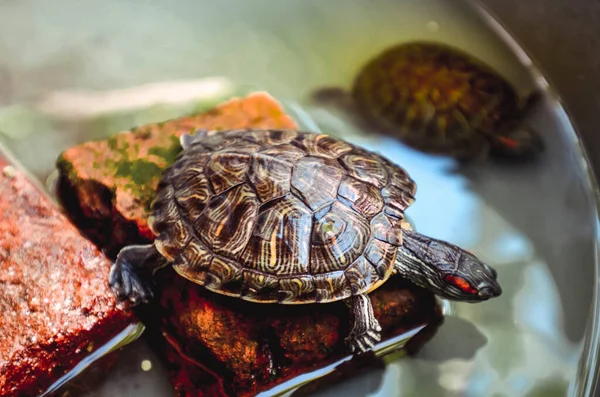 Turtles Emerging Brick Water Stock Photo