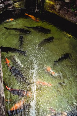Bir grup altın balık kristal berraklığıyla havuzda yüzüyor.