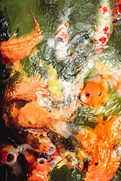 Eine Gruppe Goldener Fische Schwimmt Pool Mit Kristallklaren — Stockfoto