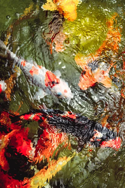 Groupe Poissons Dorés Nageant Dans Piscine Avec Des Poissons Cristallins — Photo