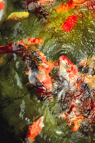 Група Золотих Риб Плавають Басейні Кришталево Чистими — стокове фото