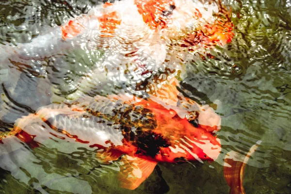 Grupa Złotych Ryb Pływających Basenie Krystalicznie Czystymi — Zdjęcie stockowe