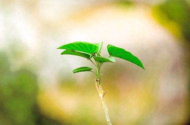 Ipomoea carnea yaprakları bulanık arkaplanlı