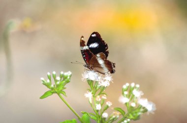 Kelebek çiçeğin tepesine kadar bulanık bir arka planı var.
