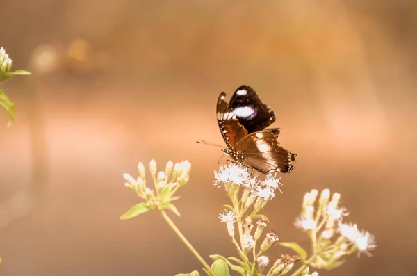 Papillon Sommet Fleur Avec Fond Flou — Photo