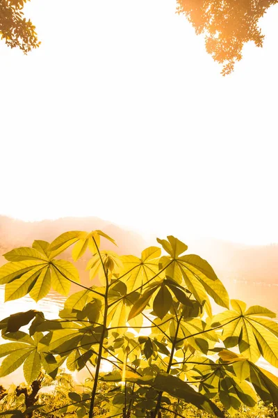 Cassava yaprakları gölün kıyısında güneş ışığı çizgileriyle