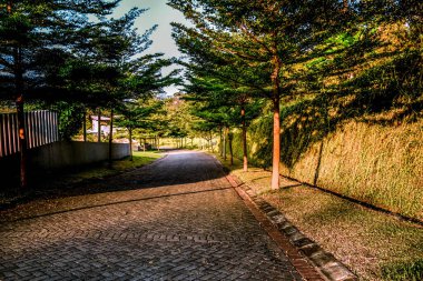 Gün batımında yemyeşil ağaçlarla dolu sessiz bir yol.
