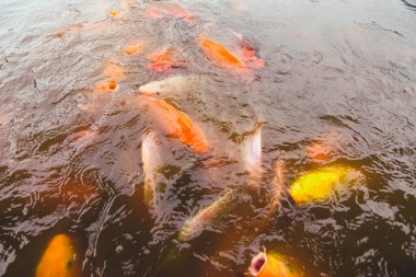 Japon balıkları portakal suyunun arka planında havuzda yüzerler.