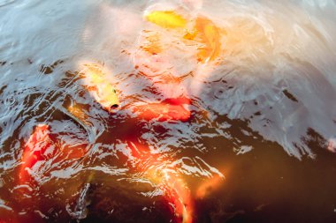 Japon balıkları portakal suyunun arka planında havuzda yüzerler.