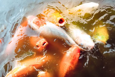 Japon balıkları portakal suyunun arka planında havuzda yüzerler.