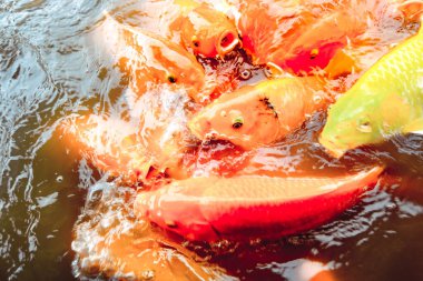 Japon balıkları portakal suyunun arka planında havuzda yüzerler.