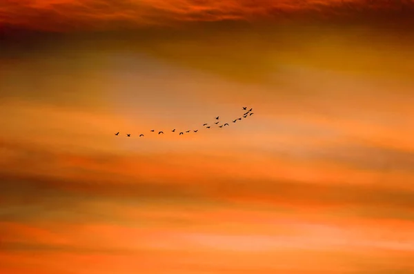 Clusters Birds Fly Sunrise Kenjeran Beach Surabaya Indonesia — Stock Photo, Image