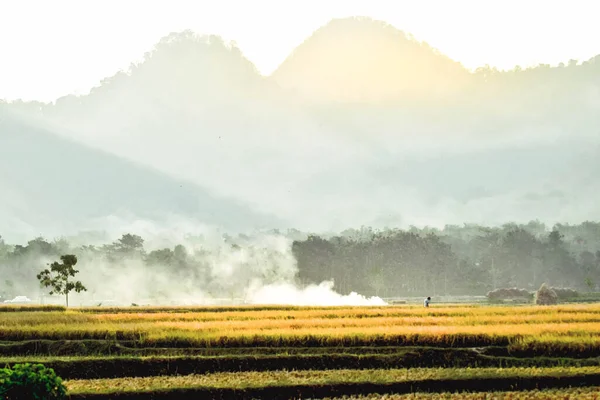 Farmers Carry Rice Harvested Villages Gelangkulon Ponorogo East Java Indonesia — Stock Photo, Image