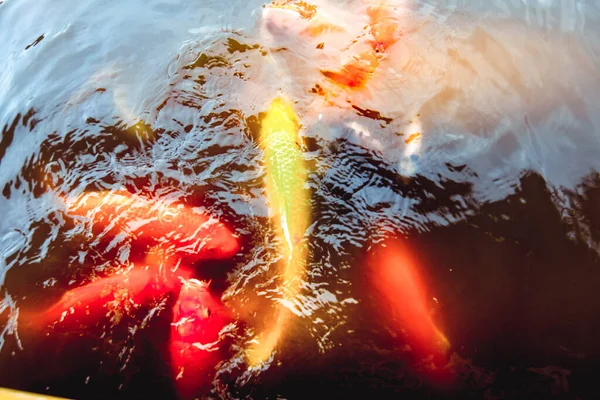 Goldfische Schwimmen Pool Vor Orangefarbenem Wasser — Stockfoto