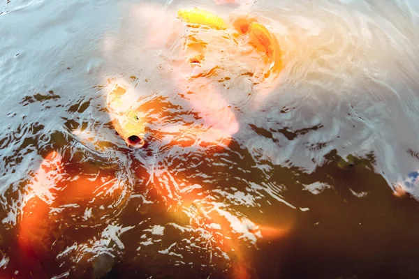 Złote Rybki Pływają Basenie Tle Pomarańczowej Wody — Zdjęcie stockowe