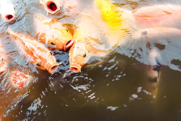 Goldfische Schwimmen Pool Vor Orangefarbenem Wasser — Stockfoto